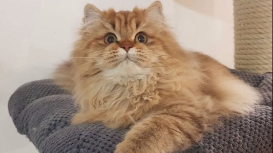 british longhair chocolate golden shaded