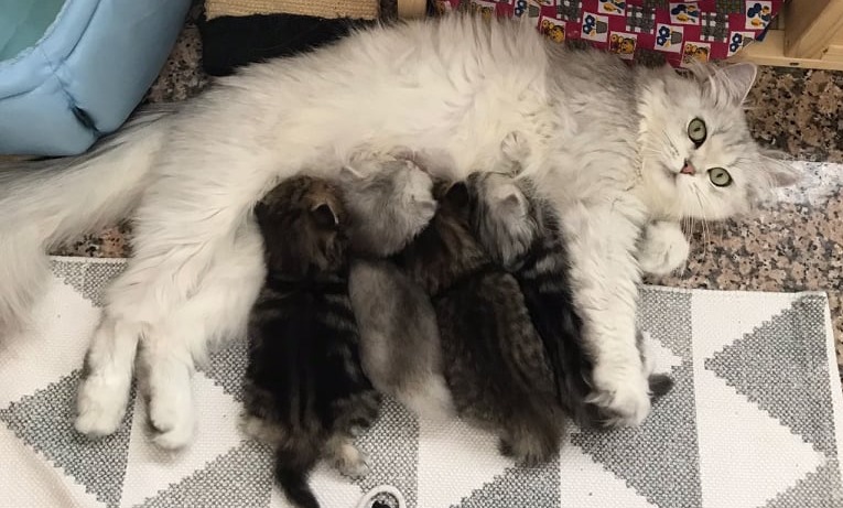 cuccioli british longhair