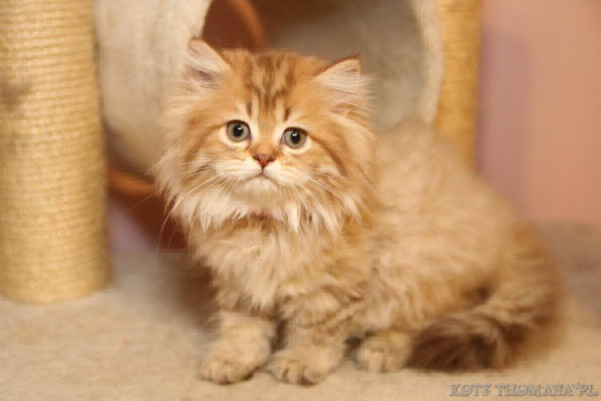 il gatto british longhair