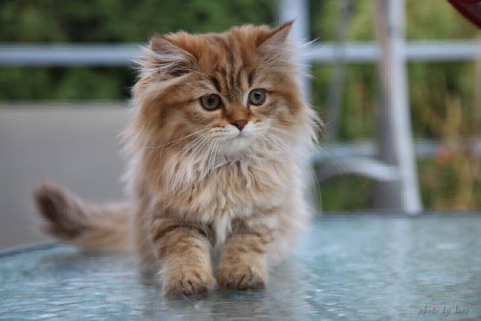 pedigree del british longhair